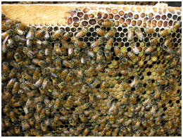Beekeeping