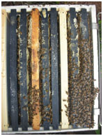 Beekeeping